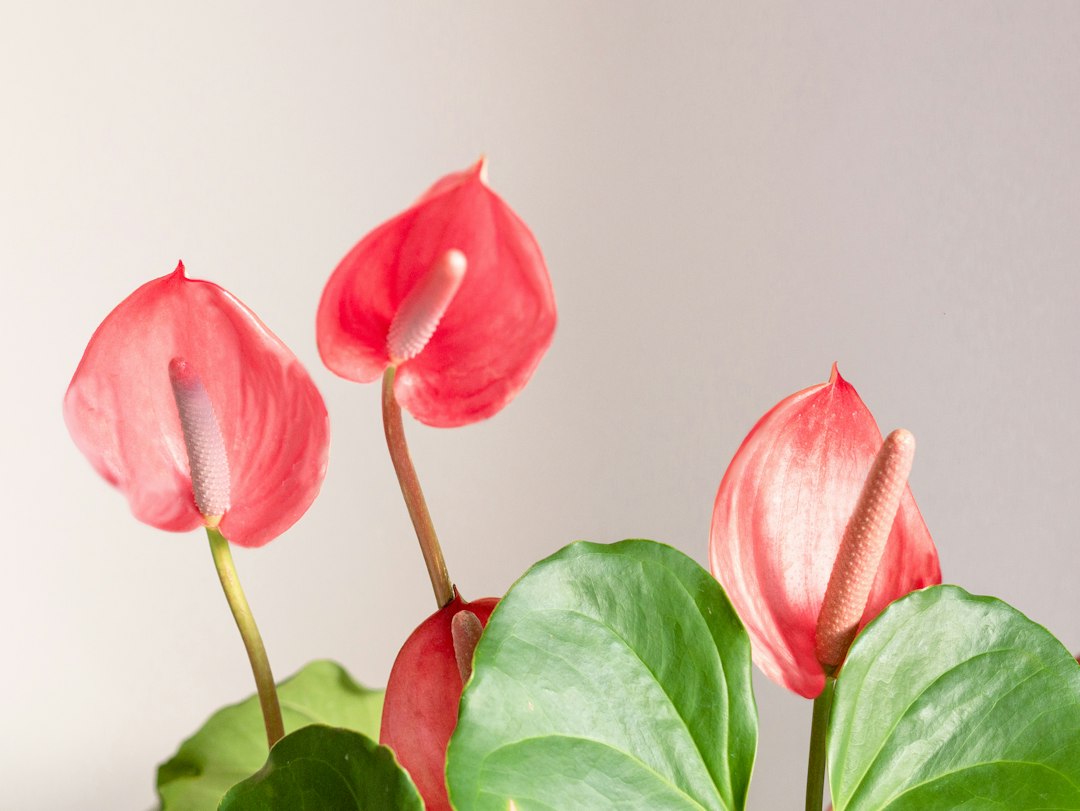 Anthurium Festival 2026 featured image