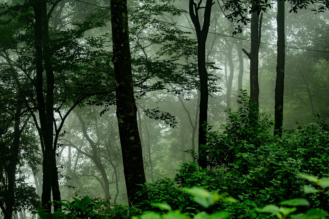Forest landscape for Haryana HSSC Forest Guard Recruitment 2026