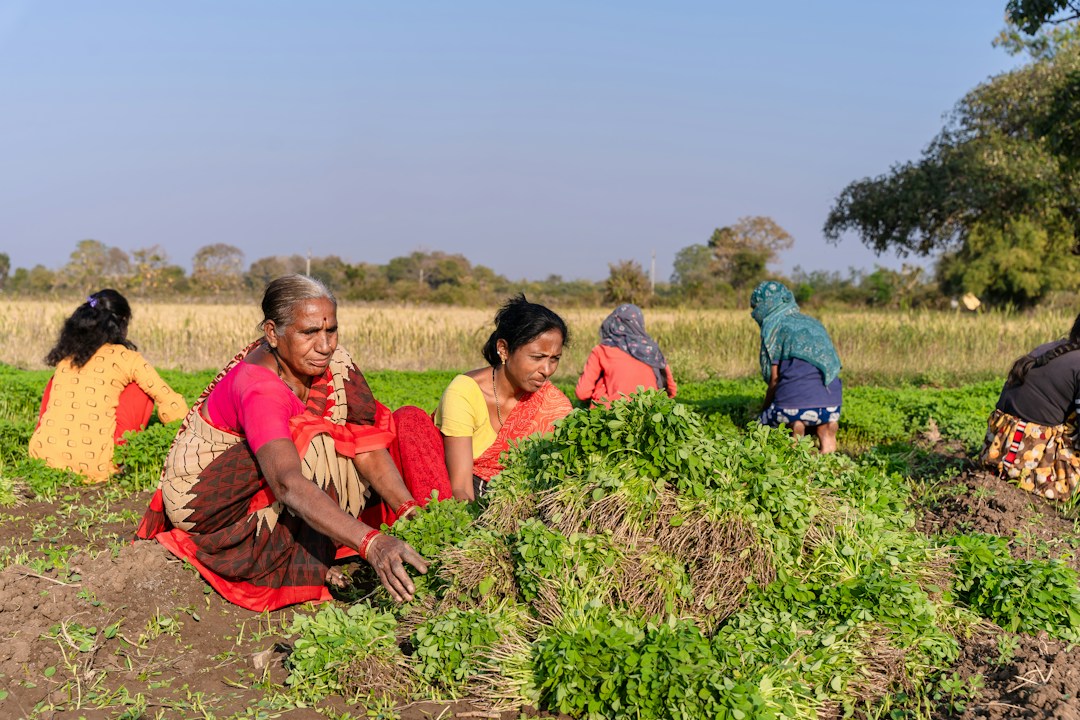 Indian agriculture field representing ICAR IIGR Recruitment 2026