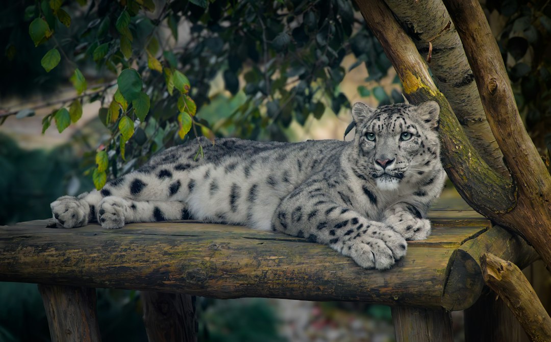 International Day of the Snow Leopard 2026