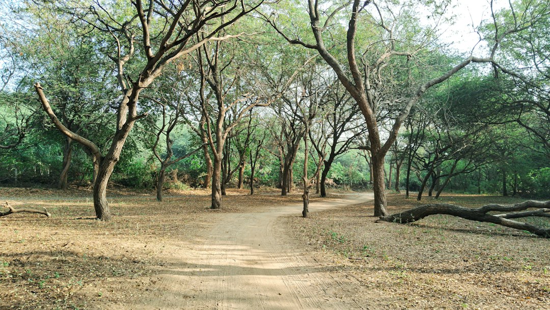 Forest landscape representing UKSSSC Scaler recruitment