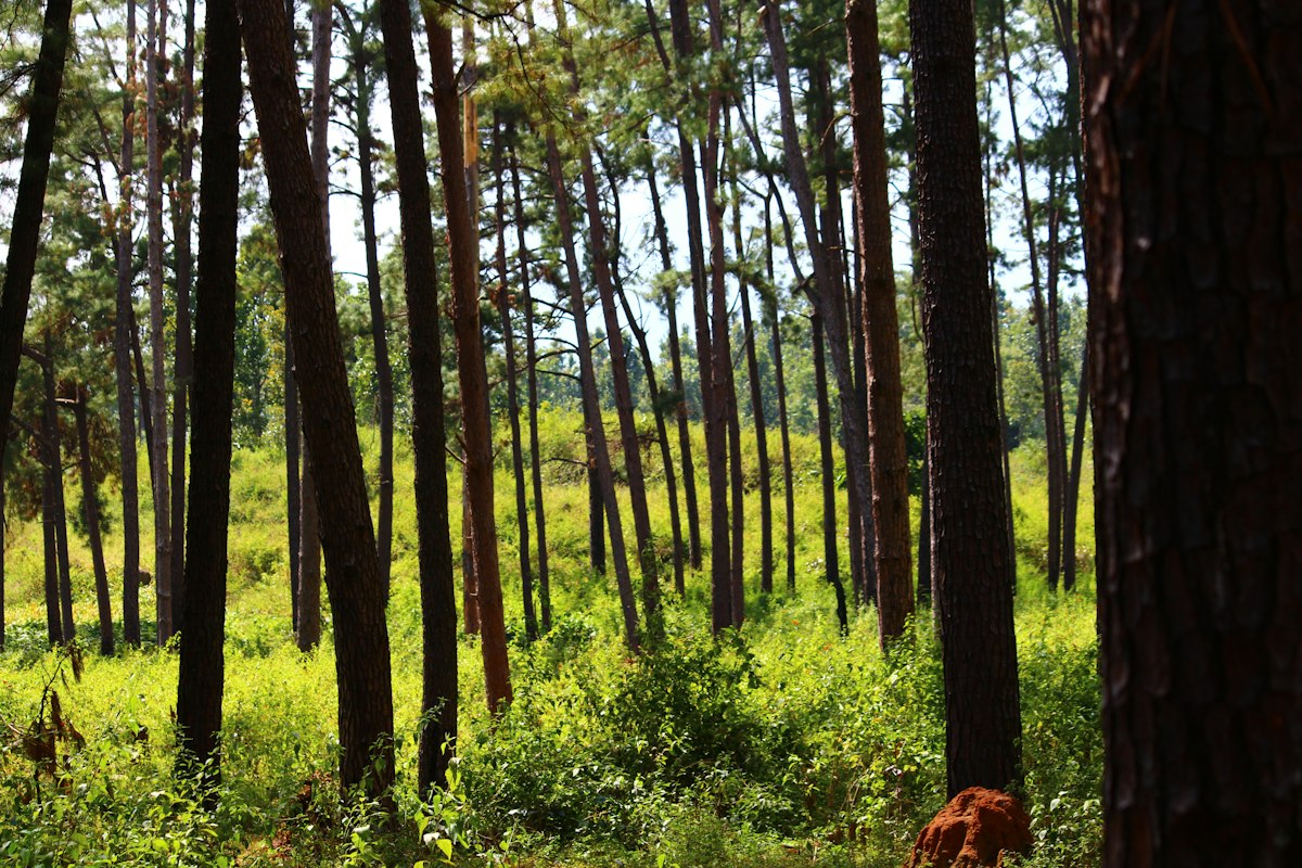 Forest landscape for Bihar Environment Forest Climate Change Recruitment 2026