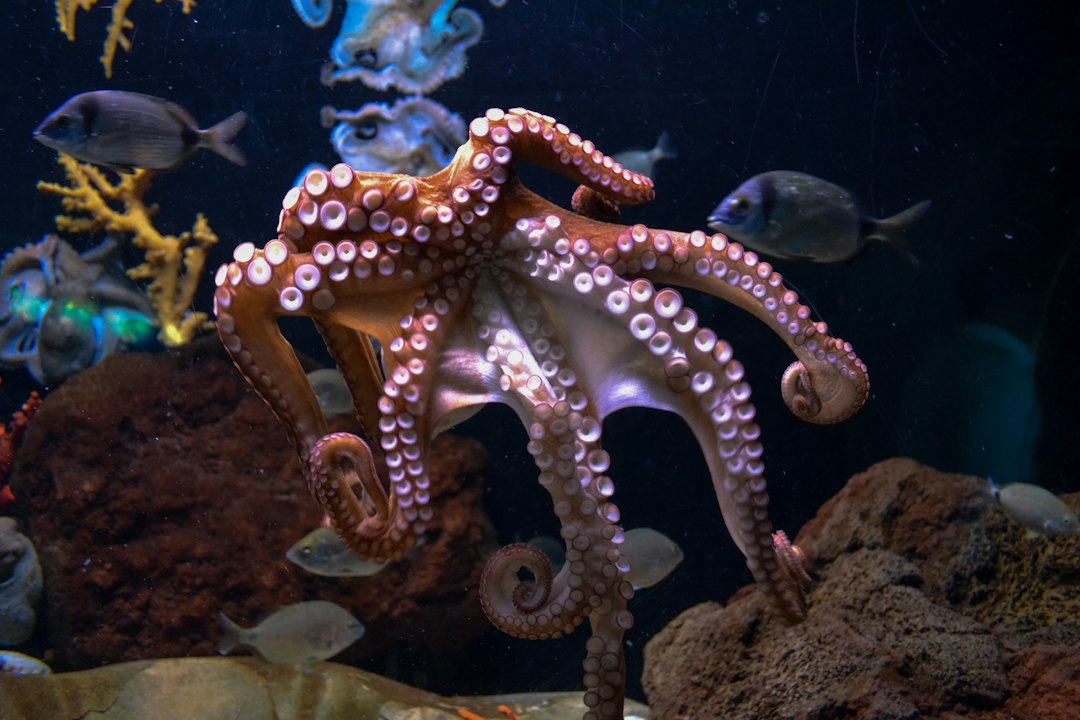 Octopus underwater representing World Octopus Day 2026