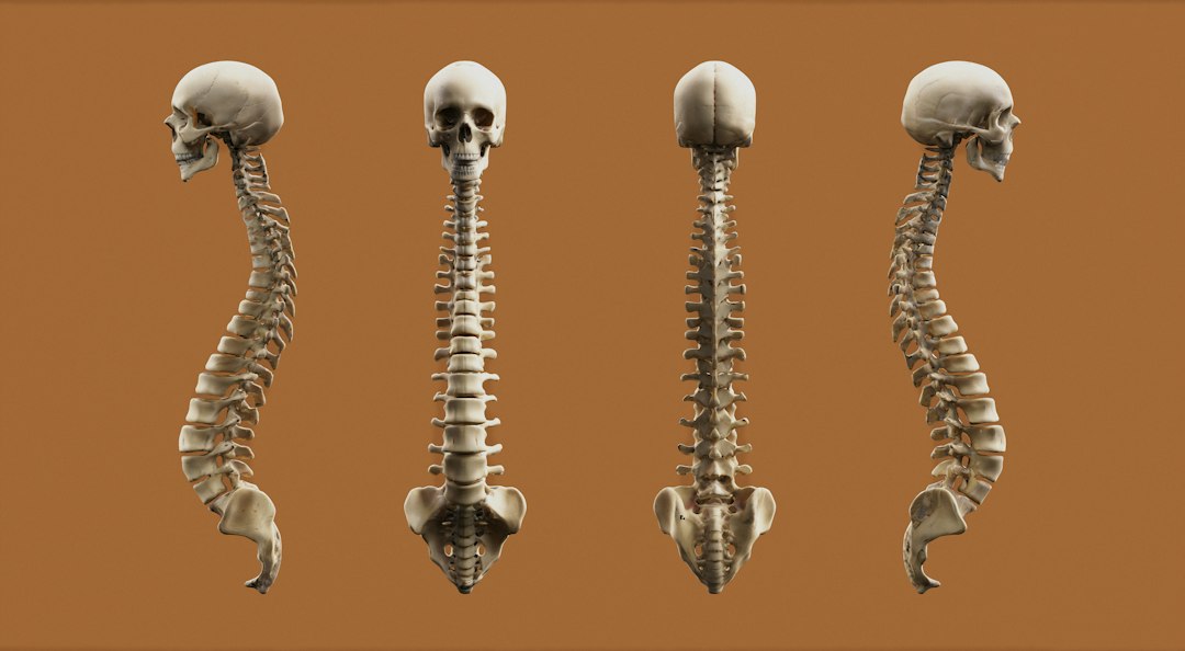 Spine anatomy representing World Spine Day 2026