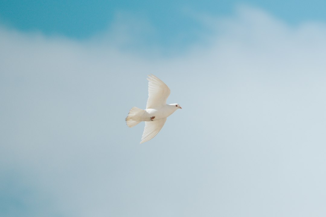White dove flying in blue sky for International Day of Non-Violence 2026
