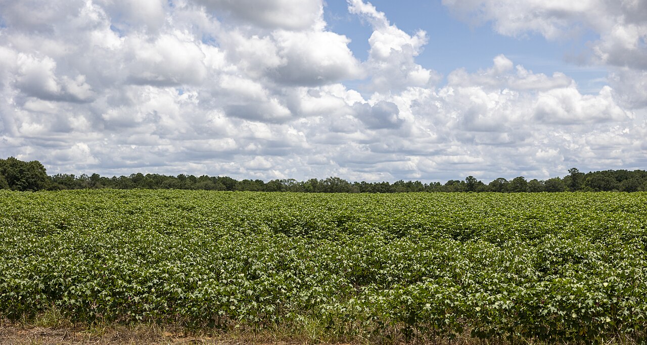 Cotton field representing World Cotton Day 2026 and the global cotton value chain
