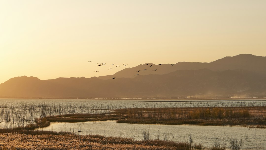 Flock of migratory birds flying over water for World Migratory Bird Day 2026