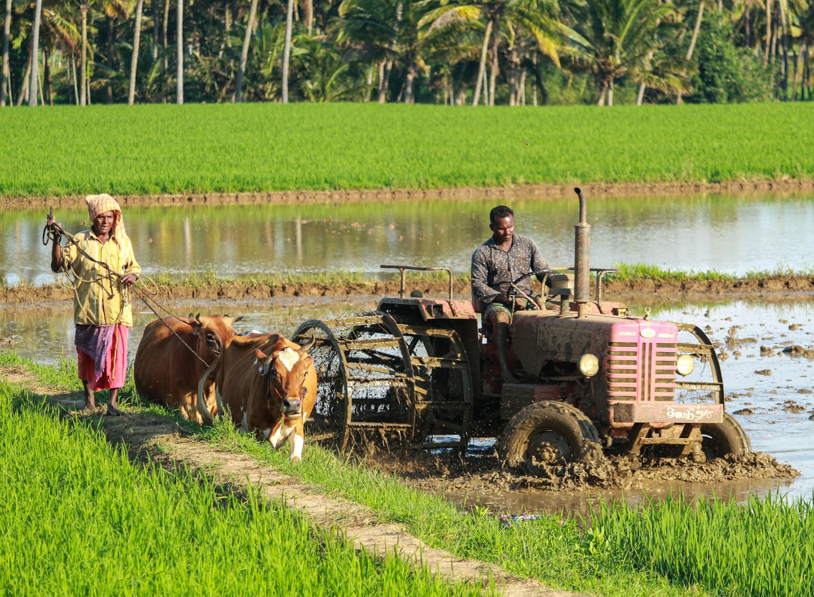Agriculture field representing Andaman and Nicobar Agriculture Recruitment 2026