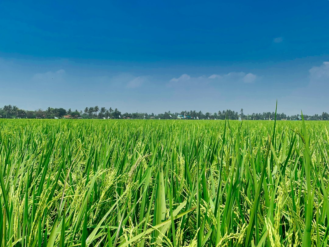 ICAR CRRI Recruitment 2026 Agricultural Field Operator Odisha