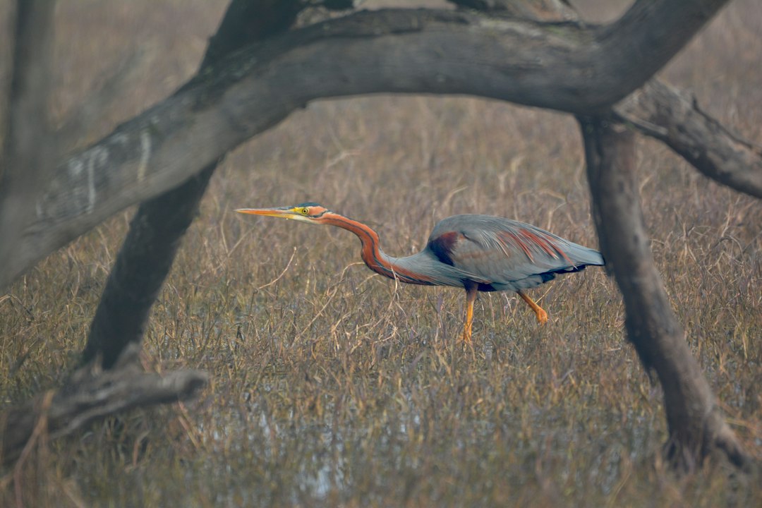 Bharatpur Rajasthan heritage landscape representing Maharaja Surajmal Jayanti 2026