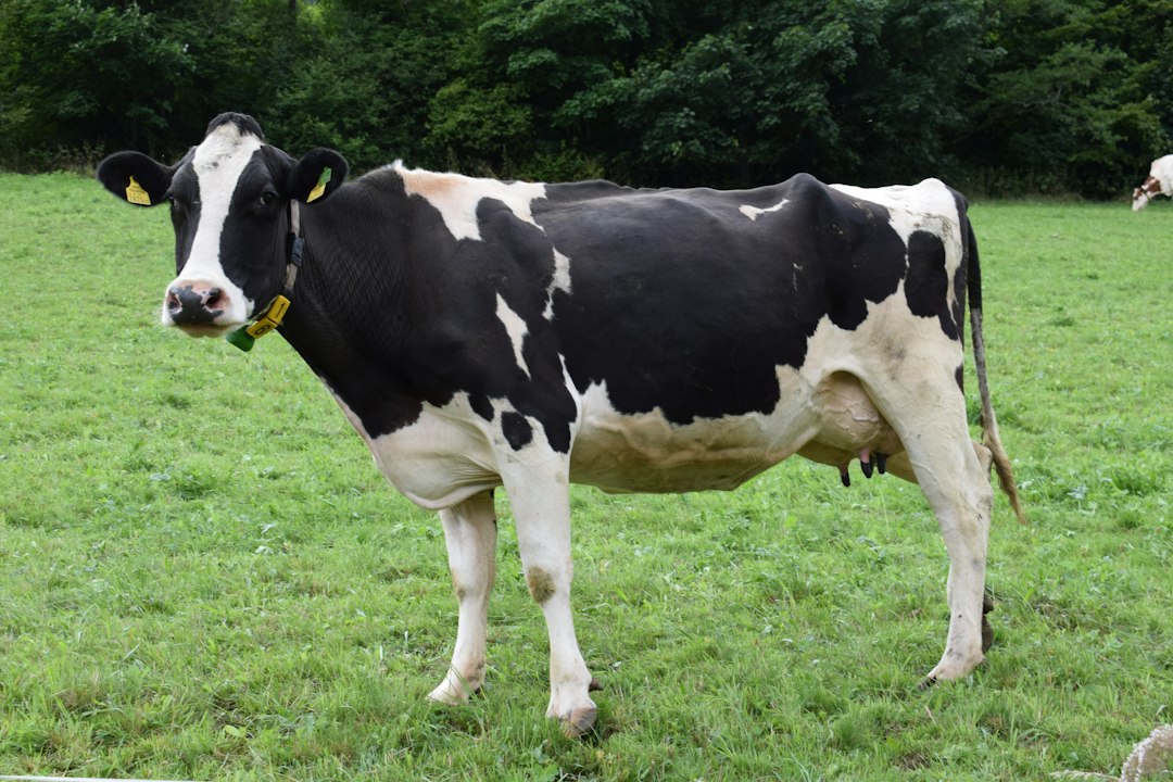 National Milk Day 2026 dairy