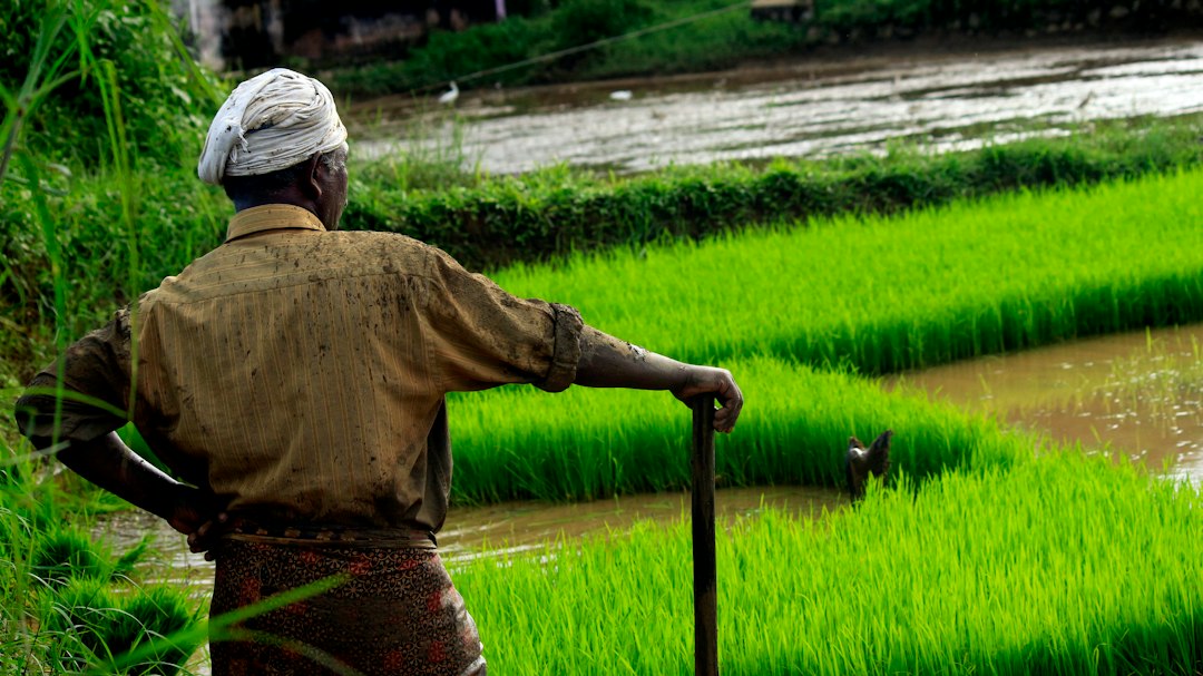 Agricultural field and farming landscape representing Assistant Agriculture Engineer recruitment