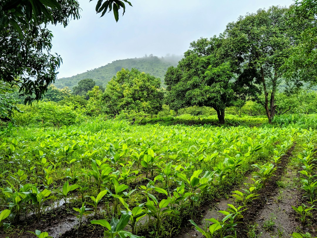 Spice plantation representing Spices Board Trainee Development Recruitment 2026