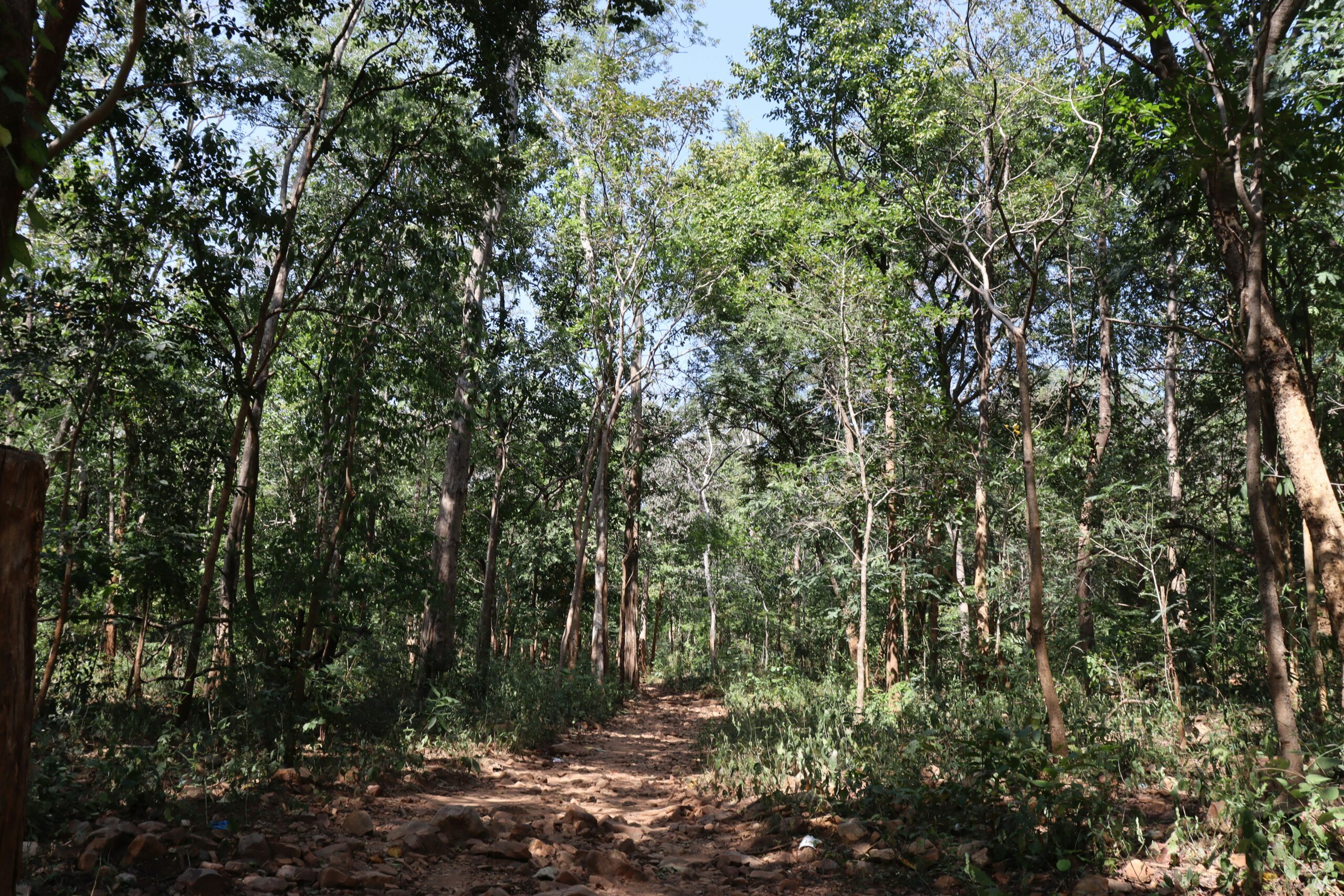 Forest trail representing Telangana Forest Department field recruitment