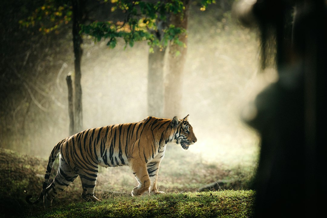 Indian tiger in a forest representing Wildlife Week 2026
