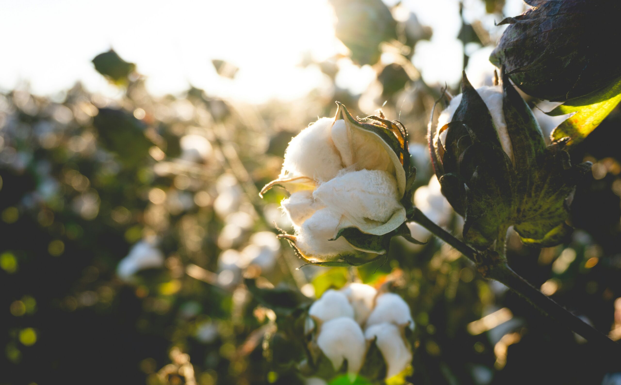 World Cotton Day 2026 cotton plant and field