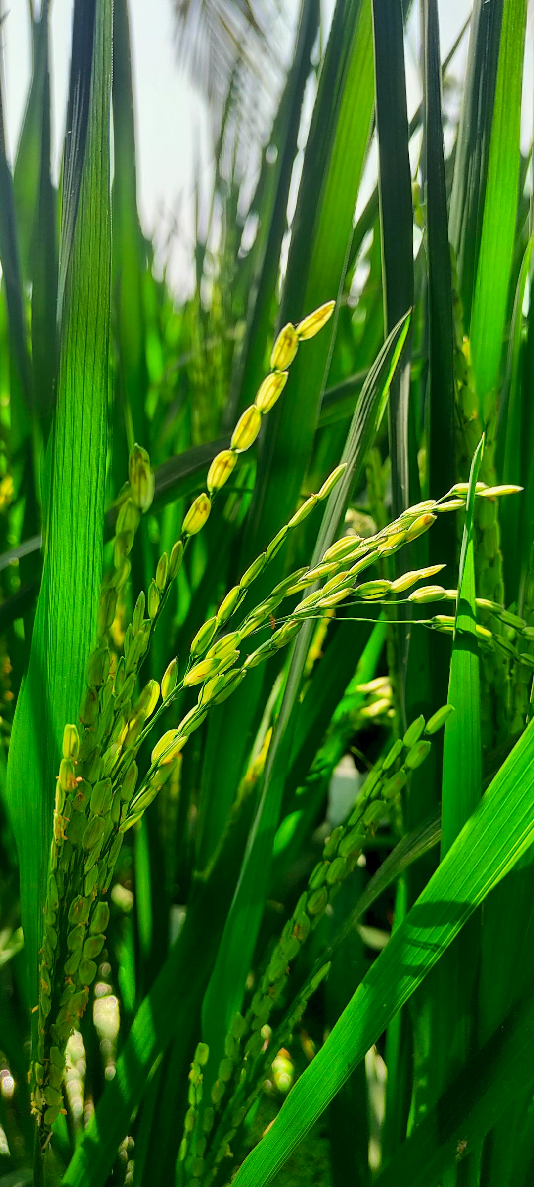 Green nursery plants representing Kadiyam Flower Festival 2026 in Andhra Pradesh